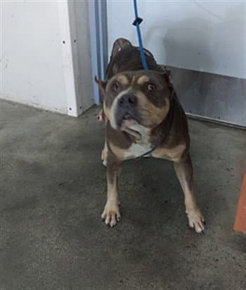 Felicity - American Staffordshire Terrier