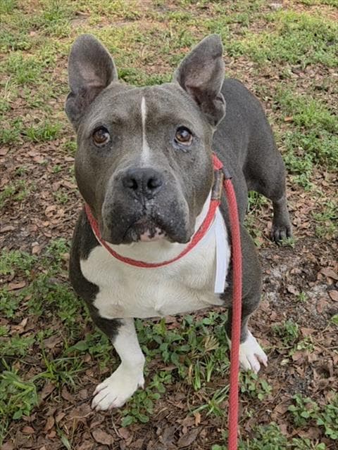 Della - American Staffordshire Terrier
