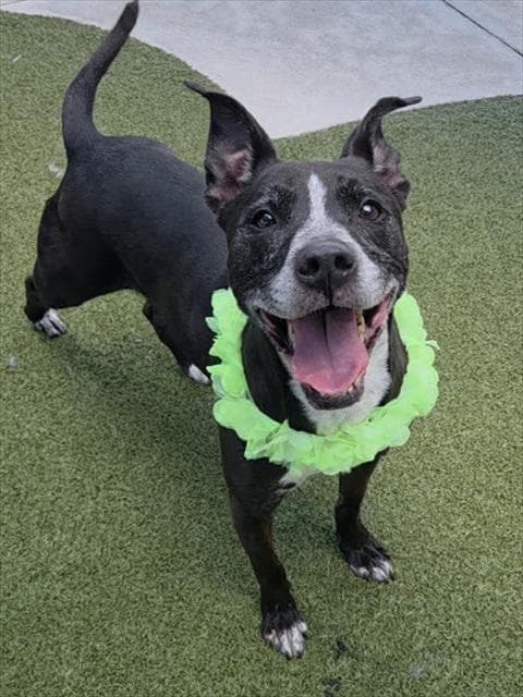 Tesla - American Staffordshire Terrier