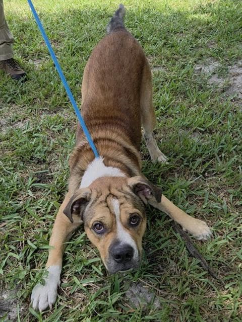 Willson - American Staffordshire Terrier