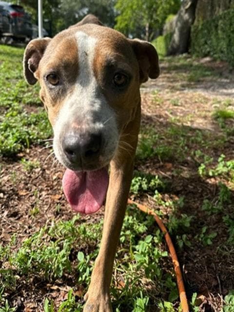 Taylor - American Staffordshire Terrier