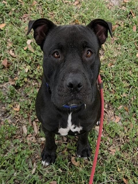 Smoke - Pit Bull Terrier