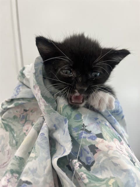Unknown - Domestic Short Hair