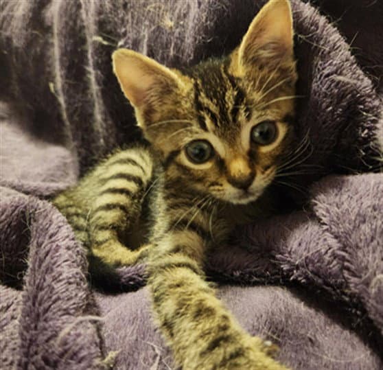 Bop It - Domestic Short Hair