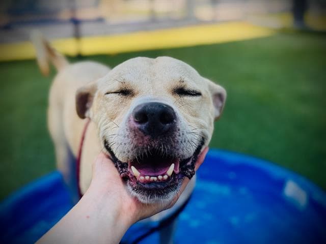 Tator - Black Mouth Cur