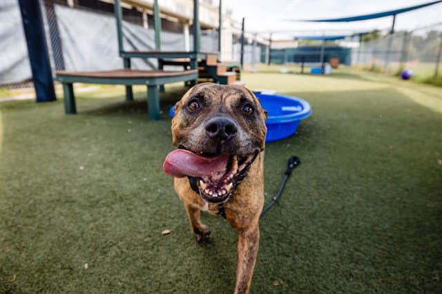 Smokey - Pit Bull Terrier