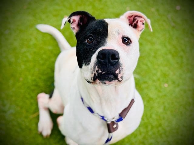 Apollo - Pit Bull Terrier