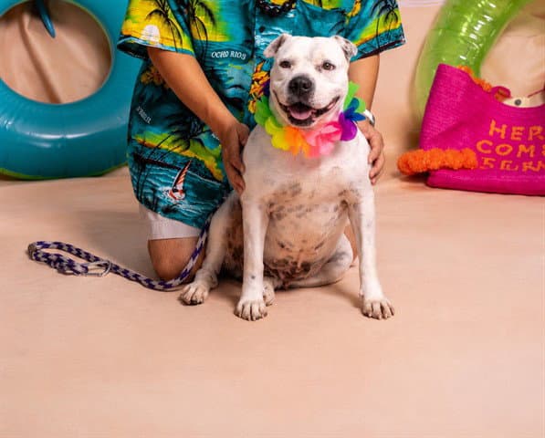 Snow - Pit Bull Terrier