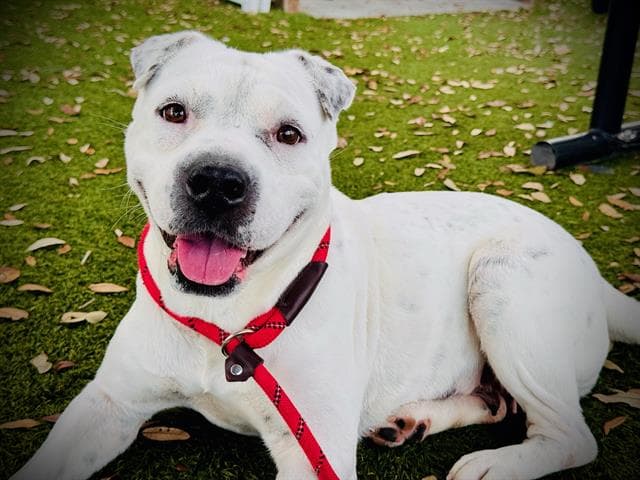 Snow - Pit Bull Terrier