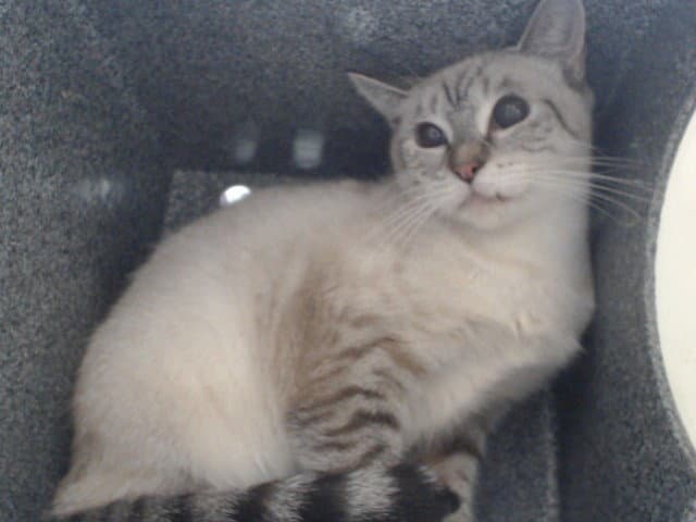 Mama Cat - Siamese