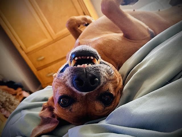 Edward - Black Mouth Cur