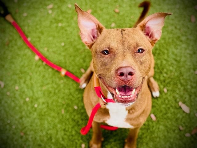 Boca - Pit Bull Terrier