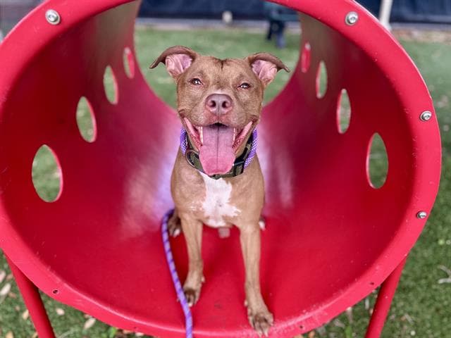 Boca - Pit Bull Terrier