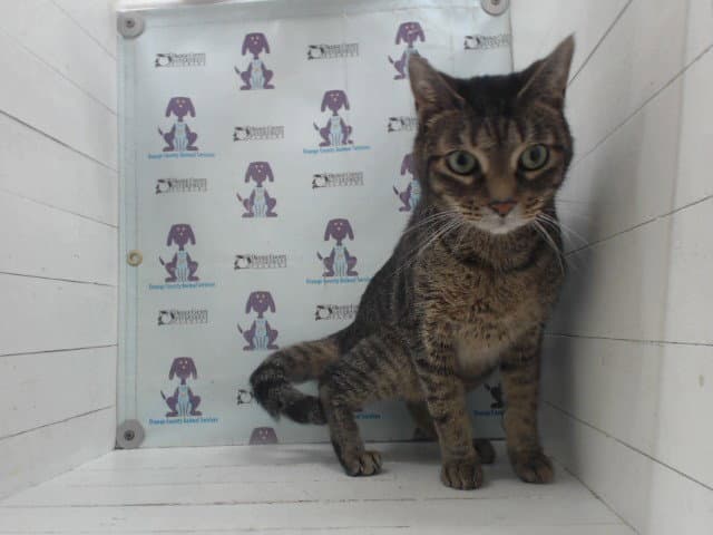 Chaos - Domestic Short Hair