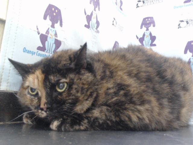 Mystic - Domestic Short Hair
