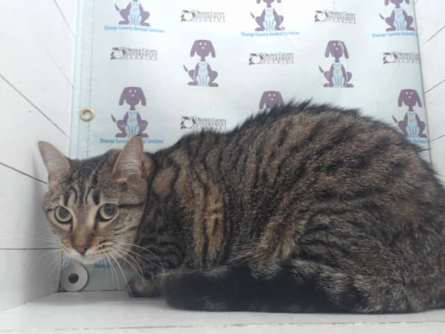 Tally - Domestic Short Hair