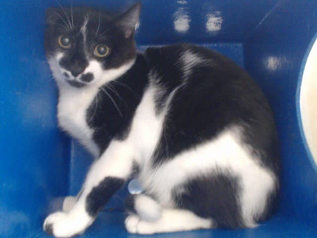 Kovu - Domestic Short Hair
