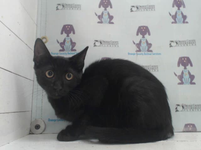 Unknown - Domestic Short Hair