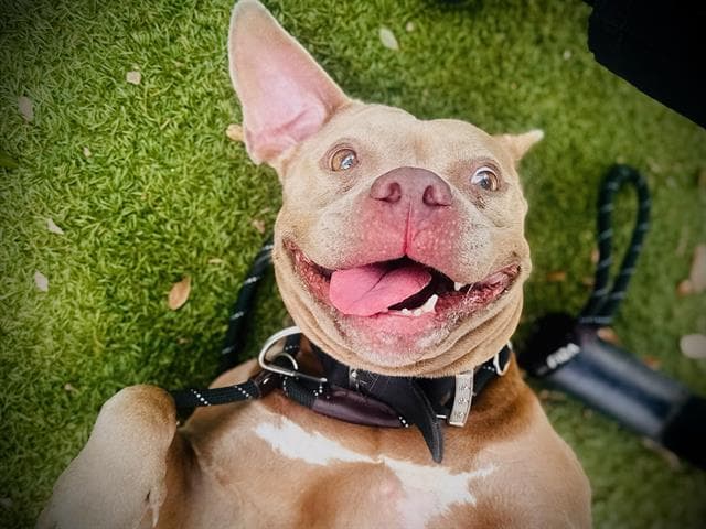 Bambi - Pit Bull Terrier