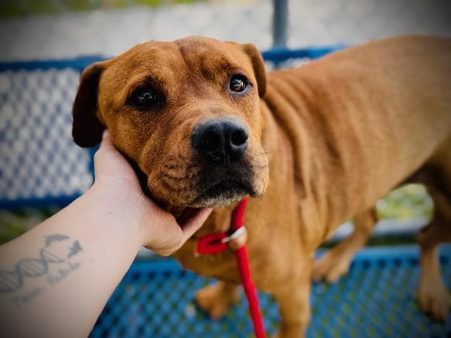 Little Bear - Pit Bull Terrier