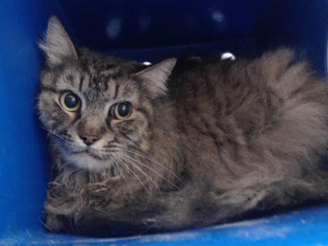 Yoda - Domestic Medium Hair