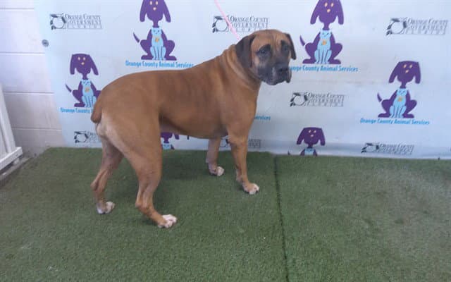 Luna - Boxer