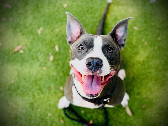 Ice - Pit Bull Terrier