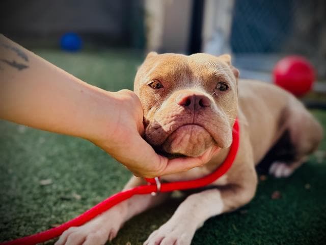 Storm - Pit Bull Terrier