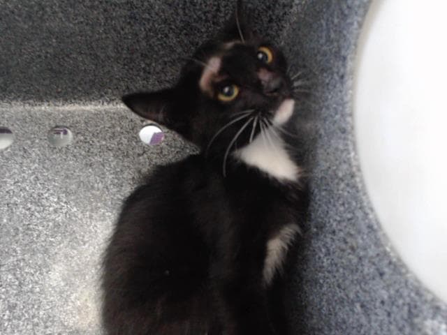 Lucy - Domestic Short Hair