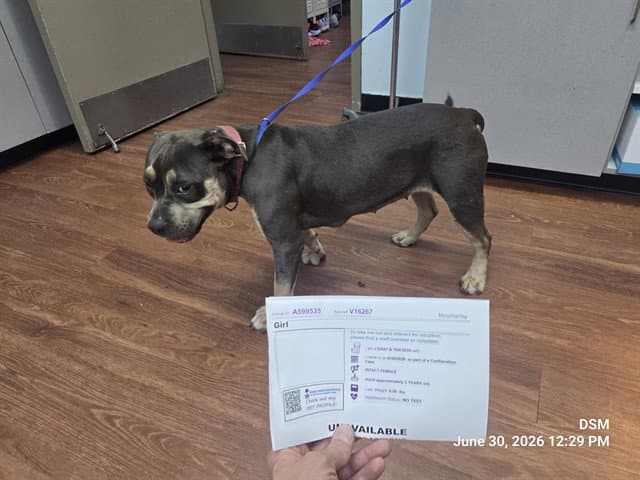 Girl - Pit Bull Terrier
