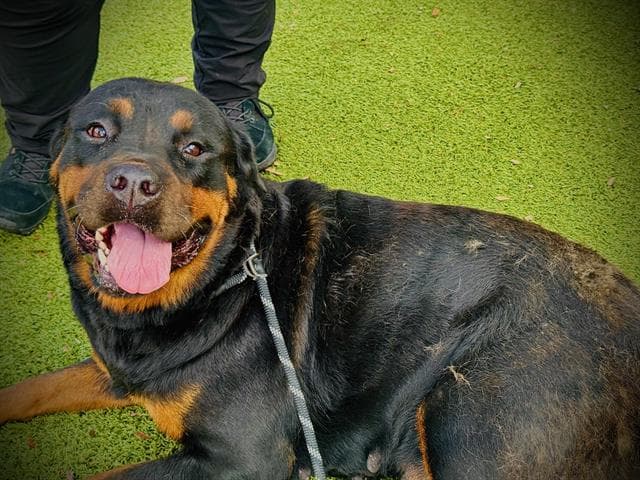 Luna - Rottweiler