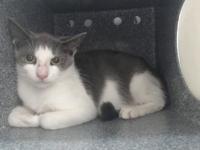 Unknown - Domestic Short Hair