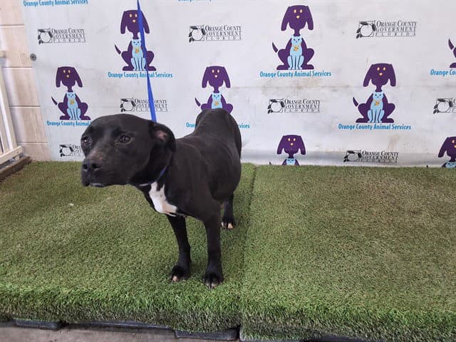 Krispy - Pit Bull Terrier