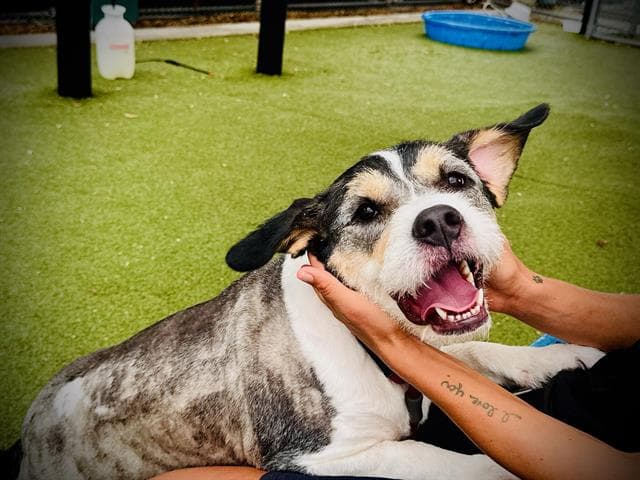 Layla - Australian Shepherd