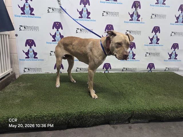 Queen - Pit Bull Terrier