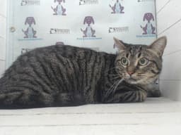 Tiger image 1