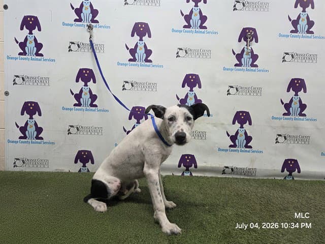 Twin - Pit Bull Terrier