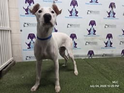 Casper image 1