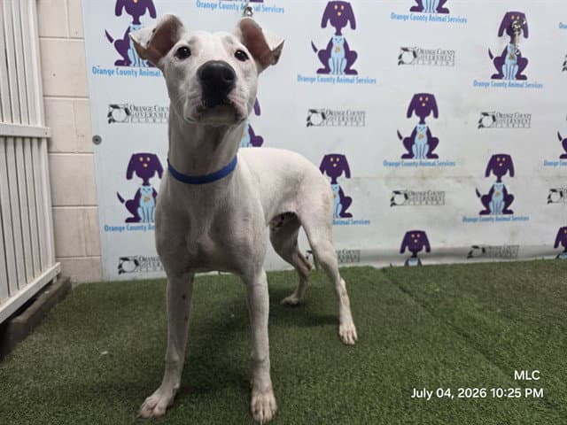 Casper - Pit Bull Terrier
