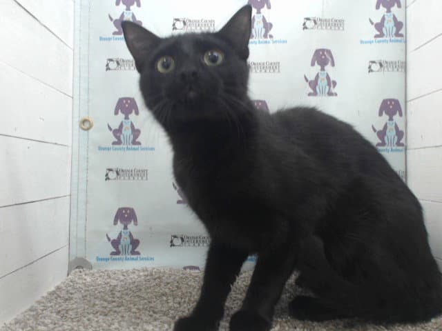 Red - Domestic Short Hair