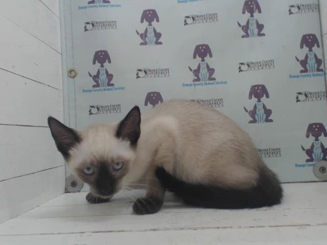 Laith - Siamese