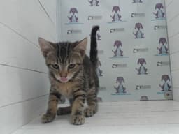 Cleo image 1