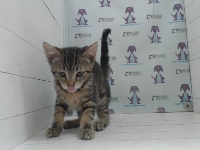Cleo - Domestic Short Hair