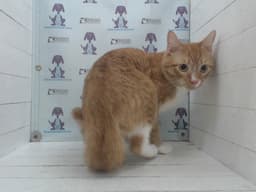 Honey image 1