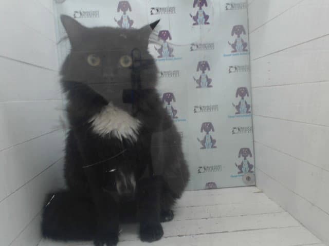 Honey - Domestic Long Hair
