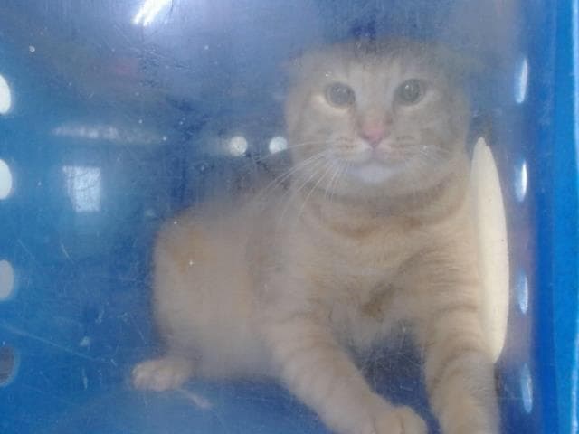 Pumpkin - Domestic Short Hair