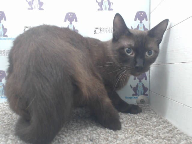 Jefferson - Domestic Short Hair