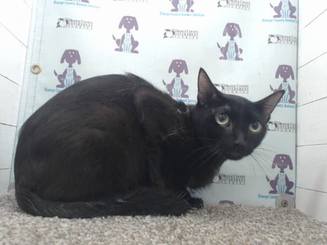 Veteran - Domestic Short Hair