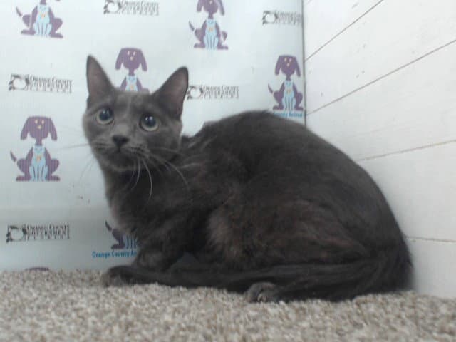 Blue - Domestic Short Hair