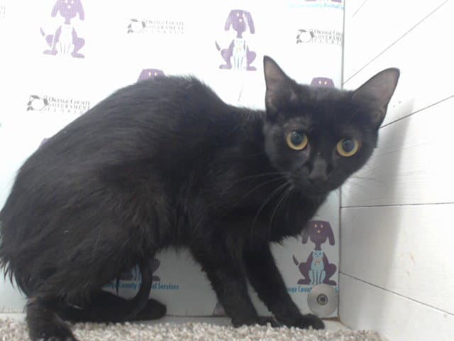 Liberty - Domestic Short Hair